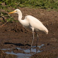 Plumed Egret